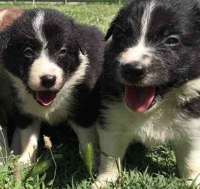 Border Collie Yavrularımız
