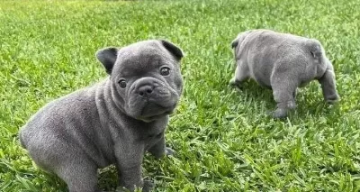 Üst Kali Te Blue French Bulldog Bebekler