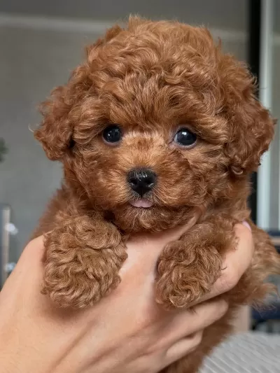 Veteriner Kontrollü Çok Özel Toypoodle Yavrularimiz