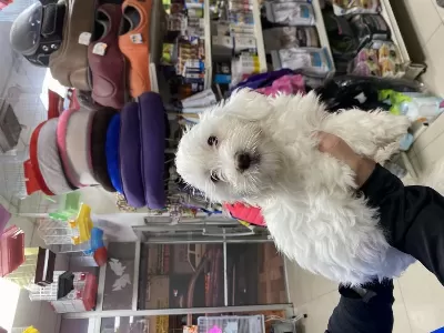 Terrier Yavrularimiz