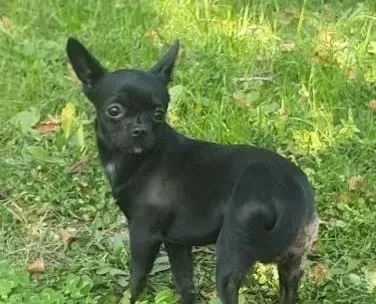 Şivava