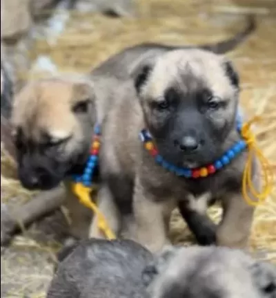 A A Kangal