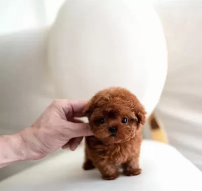 Orjinal Toy Poodle Yavrumuz Miya