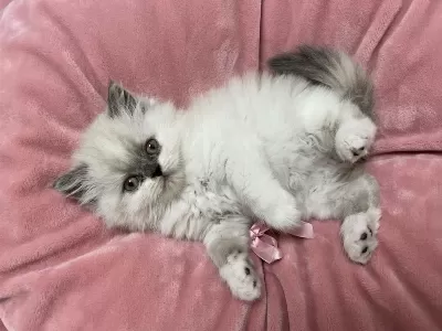 Brıtısh Longhair Blue Point Dişi Yavru