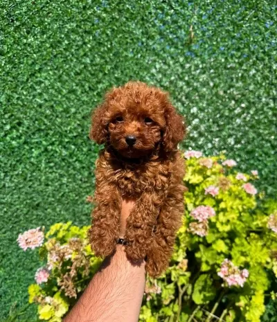 İrk Ve Sağlik Garantili Kore Toy Poodle Yavrular