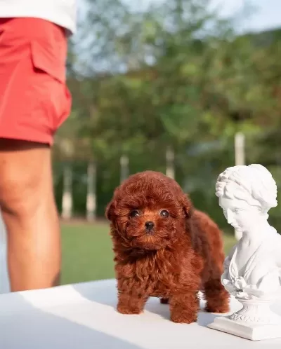 Harika Poodle Bebeklerimiz