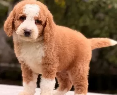 Labradoodle Yavrular