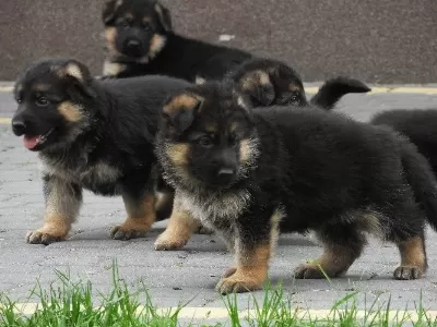 Alman Çoban Köpeği Yavrulari