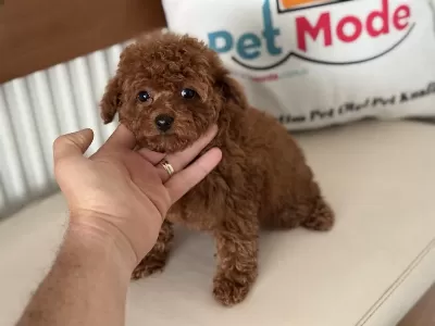 Petmode Köpek Çiftliğinden Tea Cup Kore Poodle
