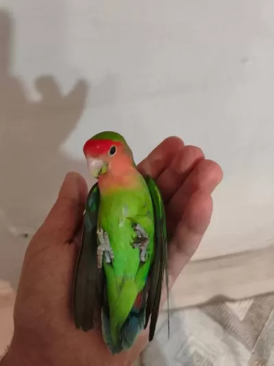 Acil Satılık Sevda Papağanı