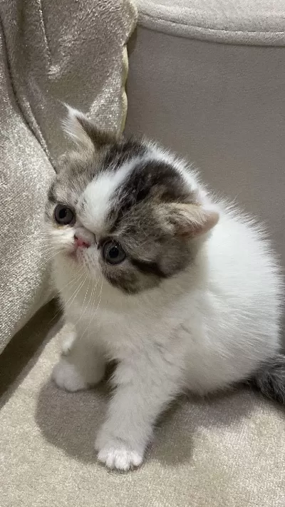 Exotic Shortair Dişi
