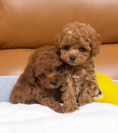 Sağlıklı Poodle Bebekler