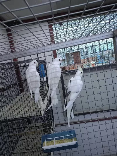 Her Türlü Sultan Papağanı Yavru Mevcuttur