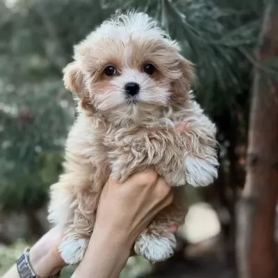 Efsane Maltipoo Yavrulari