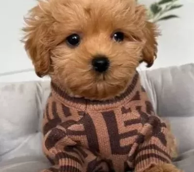 Malti Poo Ci Nsi Yavrular Ev Üreti Mi