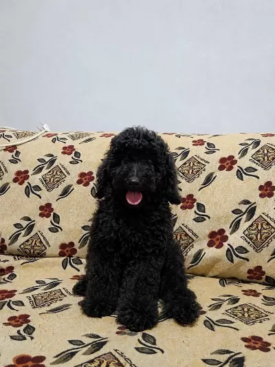 Harika Bir Siyah Yavru Poodle
