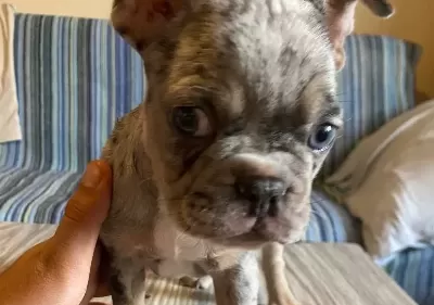 French Buldog Merle Özel Renk