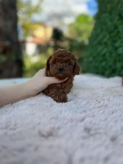 Poodle Kıvırcıklarımız Yeni Ailelerini Bekliyor