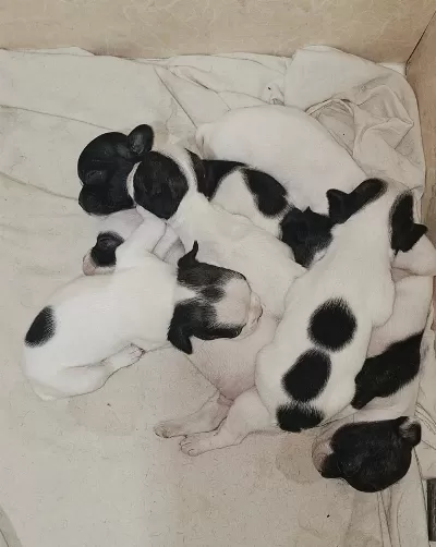 French Bulldog Yavrularımız Veteriner Kontrolün De Teslim