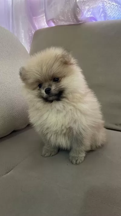 Pomeranian Boo 2 Aylık