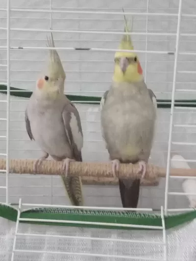 Erkeği Evcil Olan Takım Sultan Papağanı