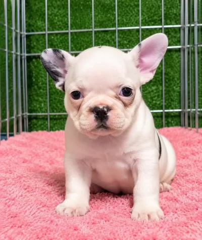 Sağlıklı French Bulldog Yavrular