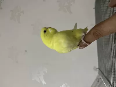 Bebek Muhabbet Kuşu Nokta Hatasiz Sari