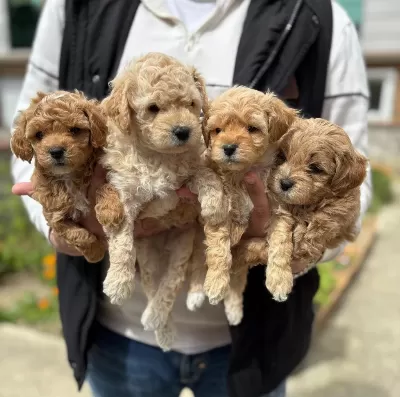 Sağlıklı Maltipoo Yavrular