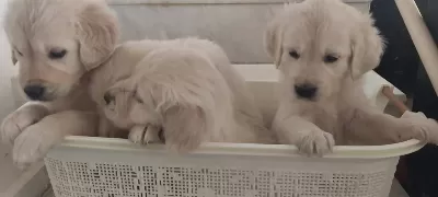 Sağlıklı Golden Retriever Yavrular