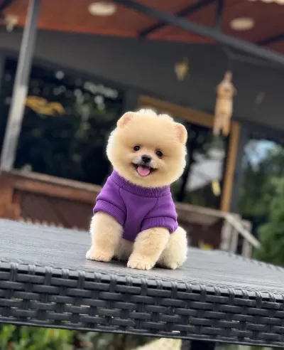 Sağlık Ve İrk Garantili Pomeranian