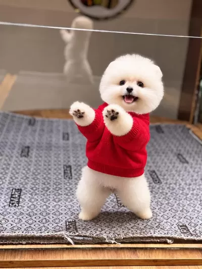 Sağlık Ve İrk Garantili Pomeranian