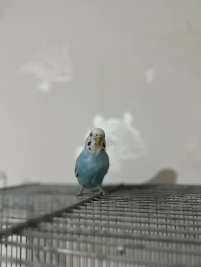 Kolaylikla Konuşturabileceğiniz Bebek Muhabbet