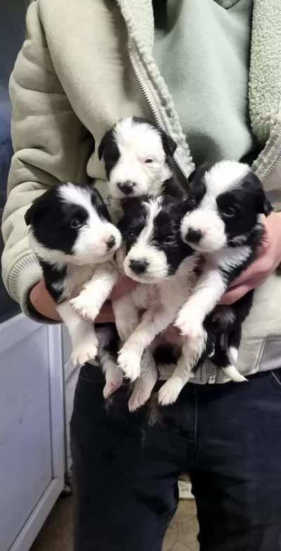 Border Collie Max Bebekler