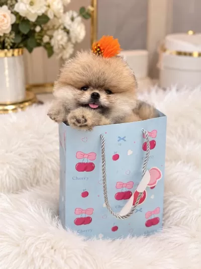 Sağlık Ve İrk Garantili Pomeranian Boo