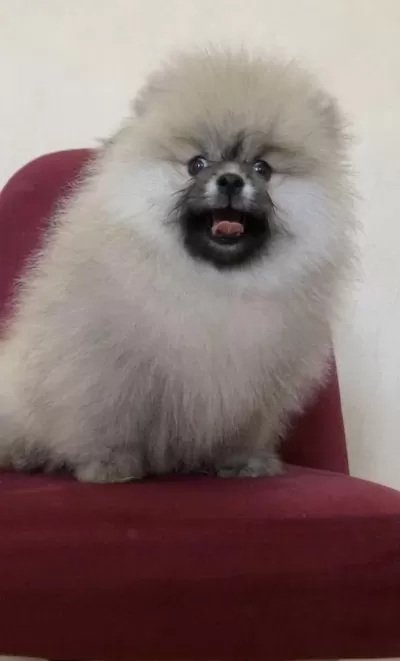 Üst Kalite Teddy Bear Pomeranian Boo