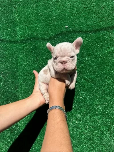 Exotic French Bulldog
