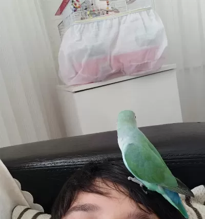 Sevda Papağanı 9 Aylık Erkek Evcil