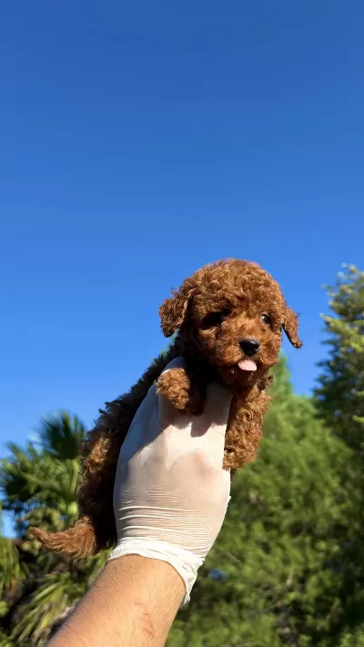 Wc Eğitimli Redbrown Toy Poodle Yavrumuz