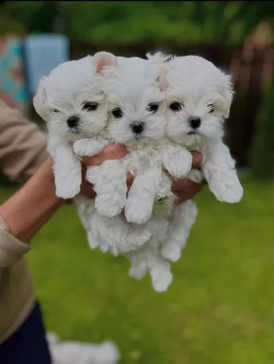 Maltese Terrier Xs Smal Neşe Kaynaği