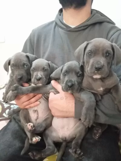 A Kalite Uygun Cane Carso Yavrulari