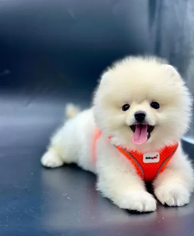 Pomeranian Kar Beyaz Yavrum