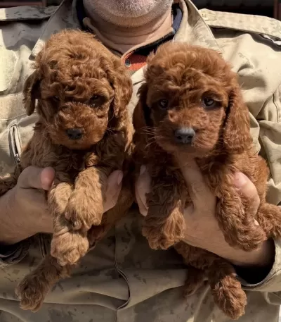Hayallerinizdeki Toypoodle Yavrularımız Ruhsatlı Çiftlik