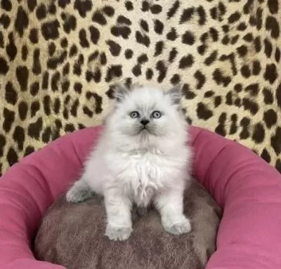 British Longhair Blue Point Yavrularim