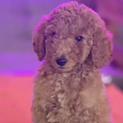 Gaint Poodle