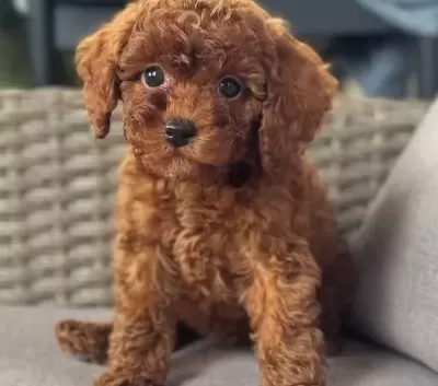 Safkan Toy Poodle Yavrumuz Luna