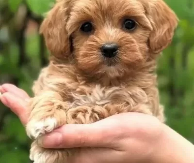 Malti̇poo Yavrularimiz Yeni̇ Yuvasi İçi̇n Hazir