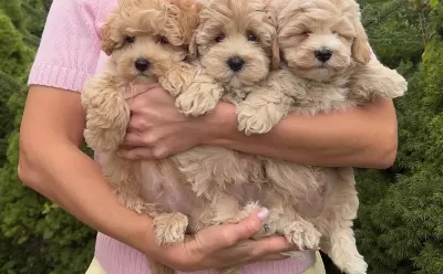 Safkan Malti̇poo Yavrulari