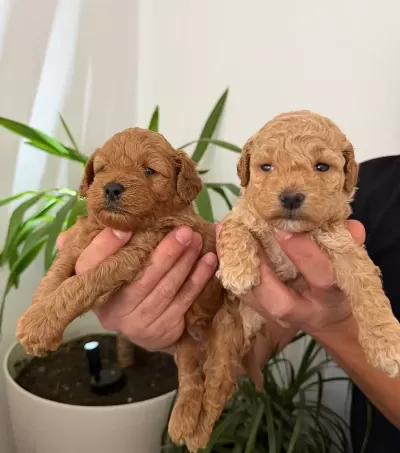 Anne Altı Rezerve Bebekler Maltipoo Ve Toy Poodle Yavrumuz