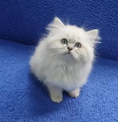 İstanbul İçi 7/24 Adrese Teslim Longhair British Ponçik