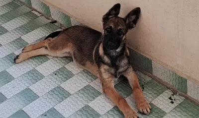Belçika Melinois
